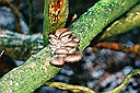 winter mushrooms