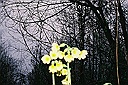 artsy primulas