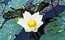 white lotus