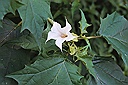 Datura