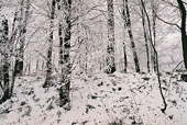 frosty forest in the Alsace region, France