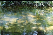 crystal clear water in the Elephant nature
reserve near Vientiane, Vietnam