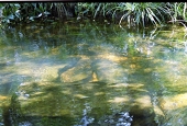 crystal clear water in the Elephant nature
                        reserve near Vientiane, Vietnam