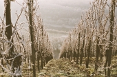 frosty vineyards in the Mosel valley,
                        Germany
