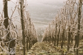 frosty vineyards in the Mosel valley,
Germany
