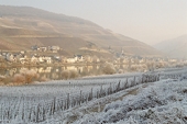 winter landscape on the Mosel valley,
Germany