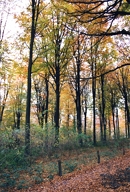 herfstkleuren
        Kluisberg