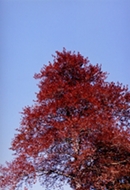 winered tree