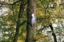 woodpecker sign
        (Rivierenhof, Antwerp)