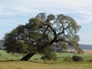 crooked tree (Brotas, BR)