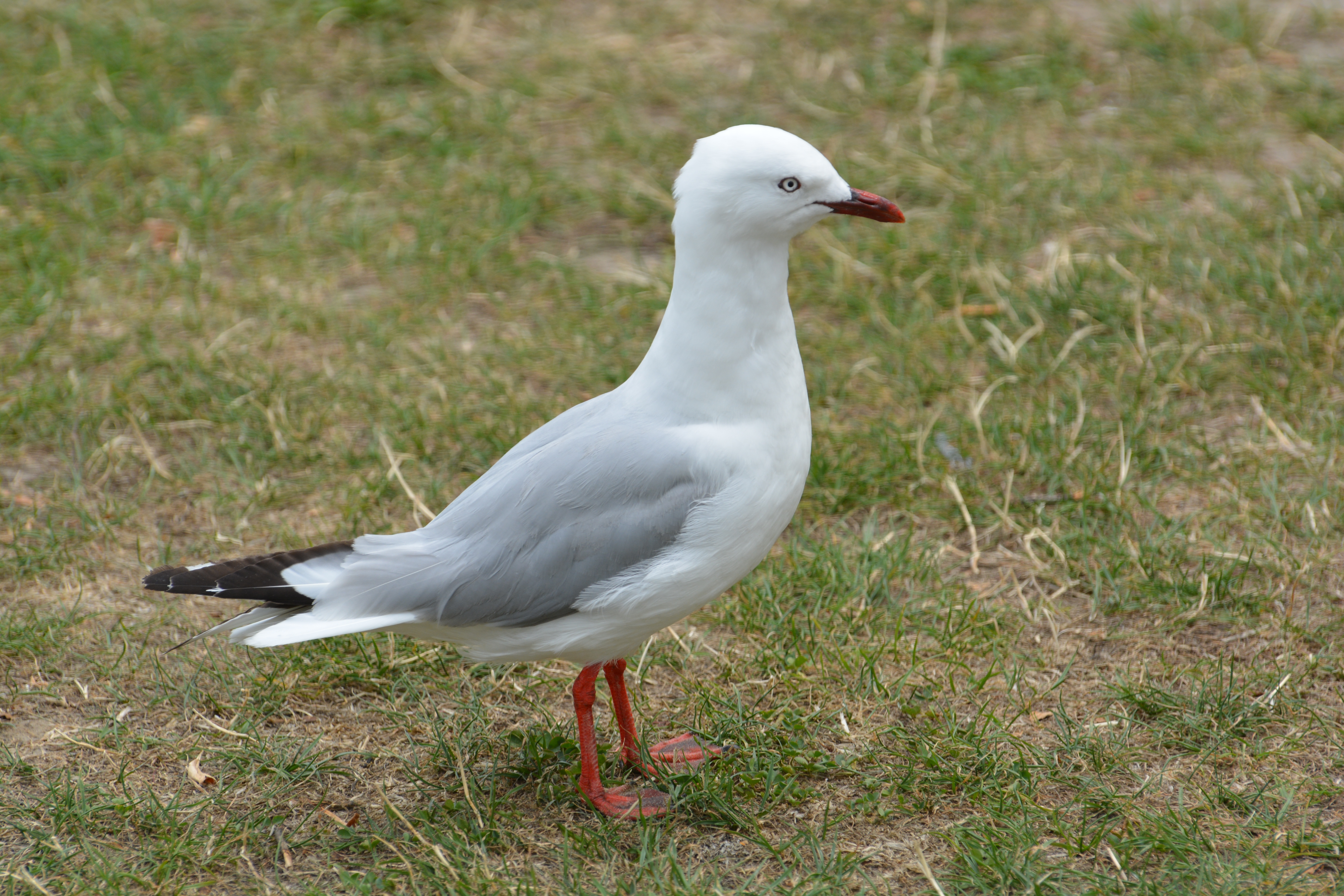 more birds...