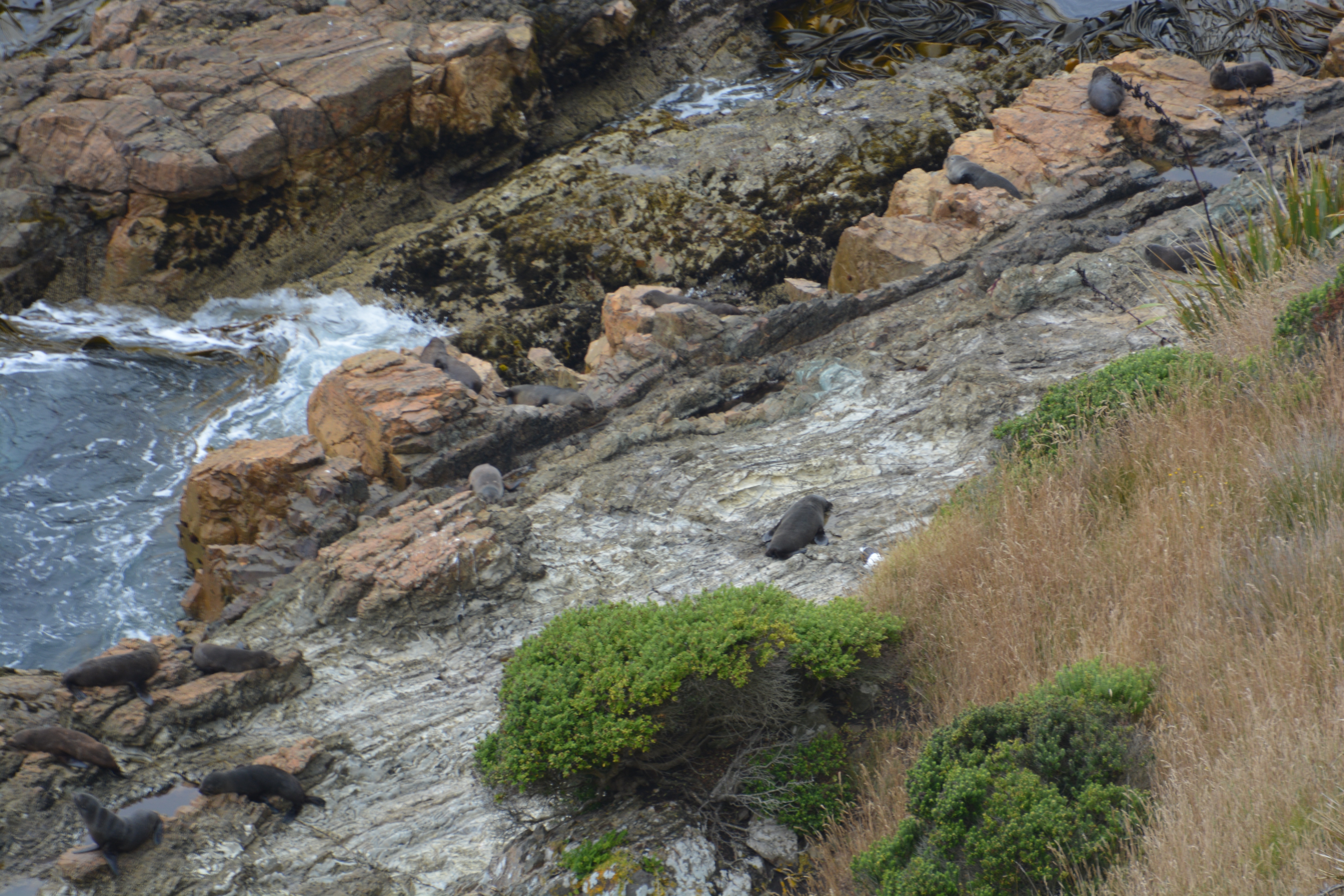 Nugget Point (ctd.)