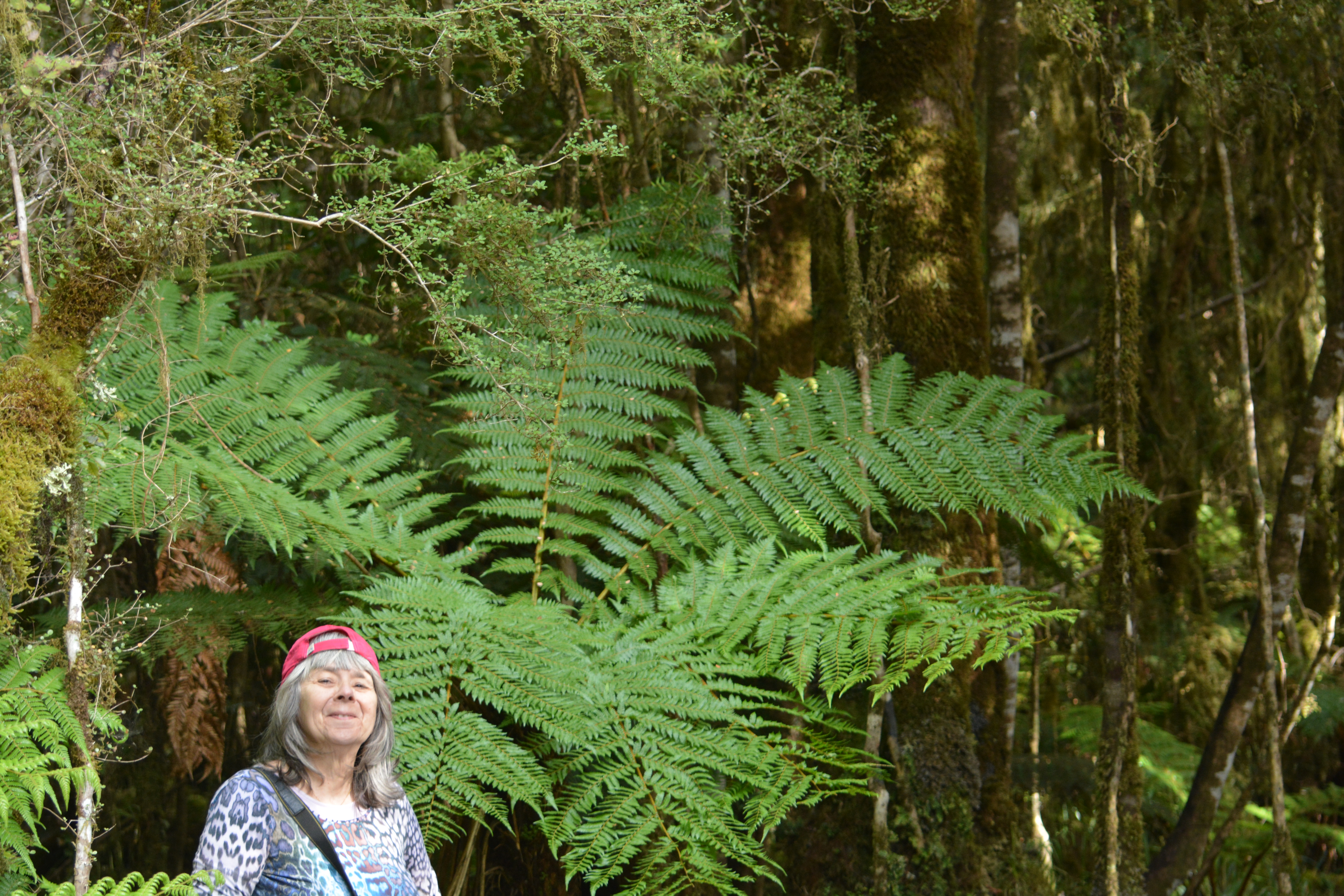 a fern paradise