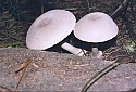 54cd31-CHrussula.jpg