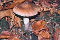 54ea28-CHrussula.jpg