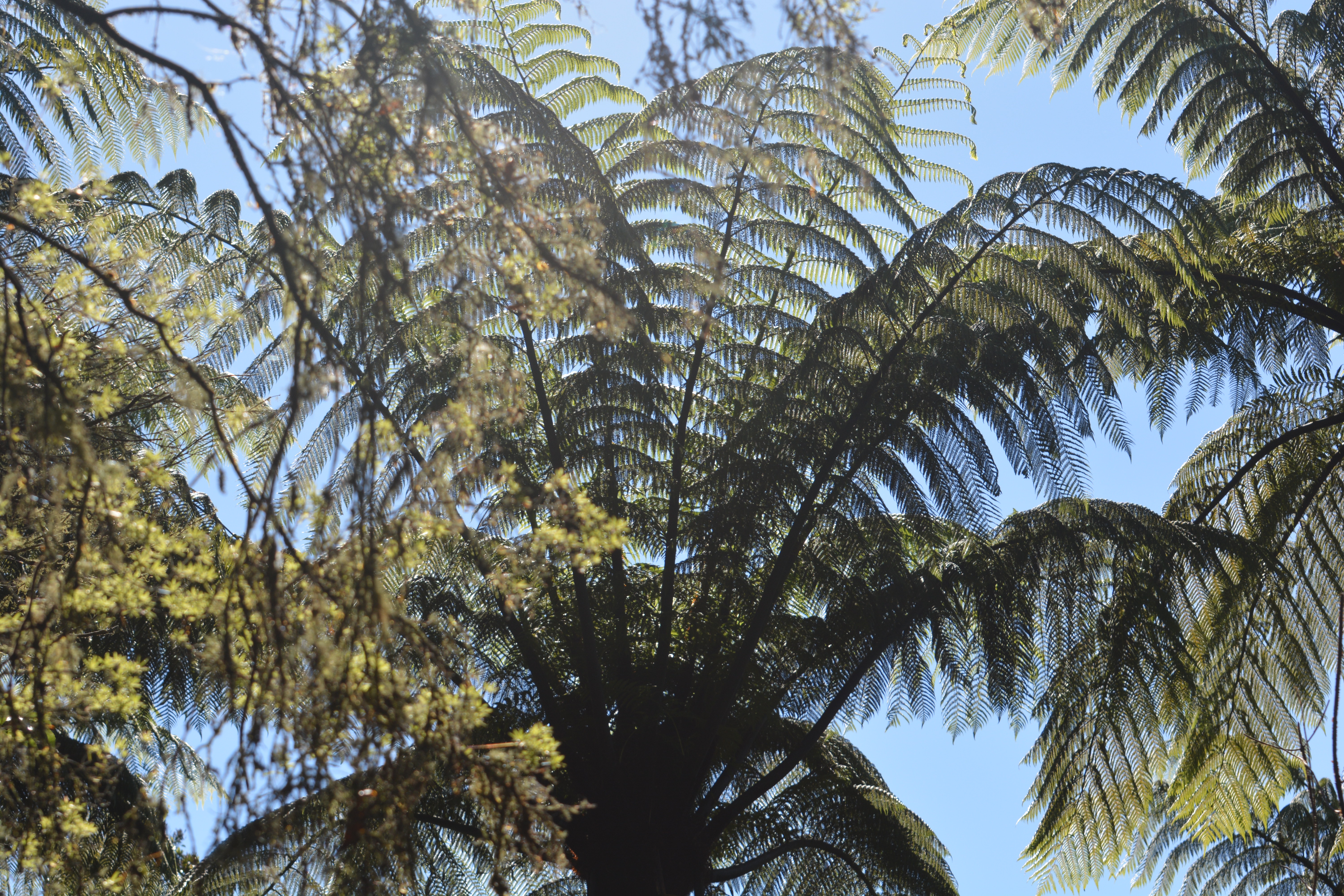 fern tree