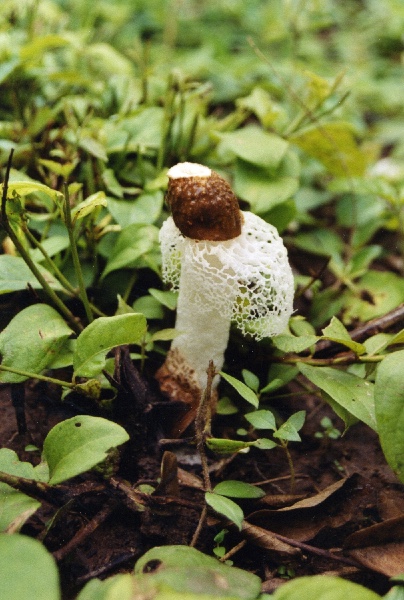 Phallus indusiatus, erotismo da natureza, Si Phan Don (Laos, 2002)