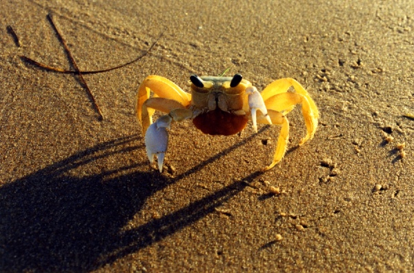 Strand bosiddende, Barra Grande, Bahia (Brazilien, 2003)