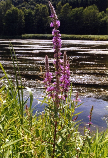 Loosestrife at the Semois River (Belgium, 2003)