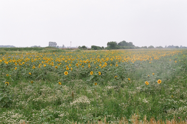 Peaceful flower fields