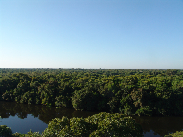 Forests in all their green glory