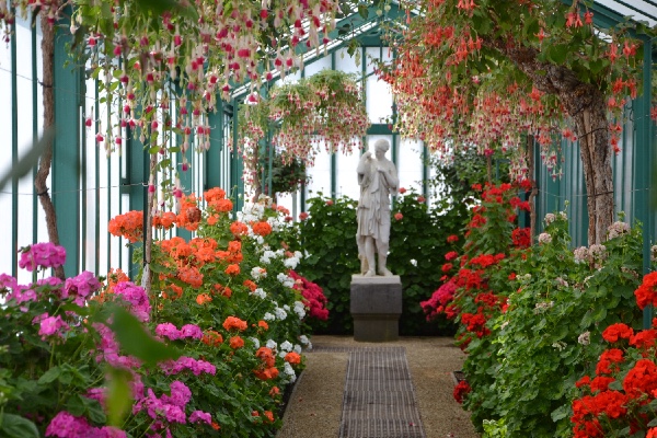 Uma grande diversidade de pelargoniums (geranium)