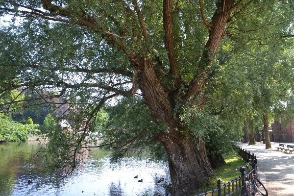 lindo salgueiro na margem do Minnewater