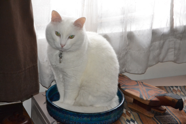 Vores kat Zoentje, 2014
