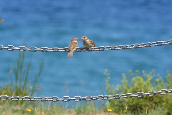 Do sparrows speak the same language all over the world? (Lake Taupo, New Zealand)