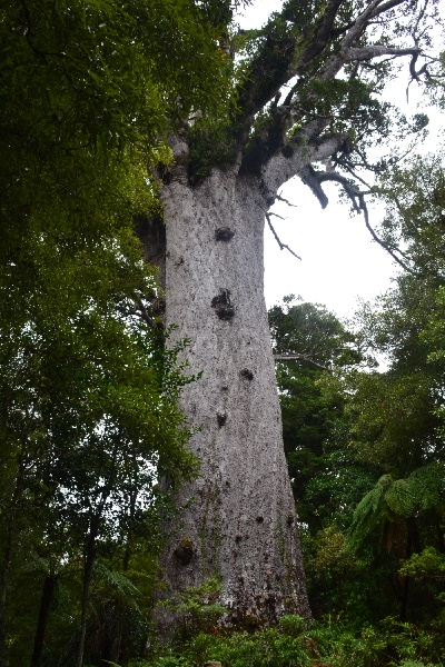 Tane Mahuta, heer van de kauribomen