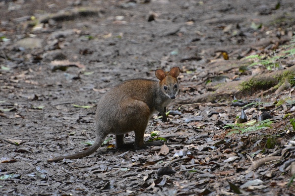 ons buideldier: de roodpootpademelon