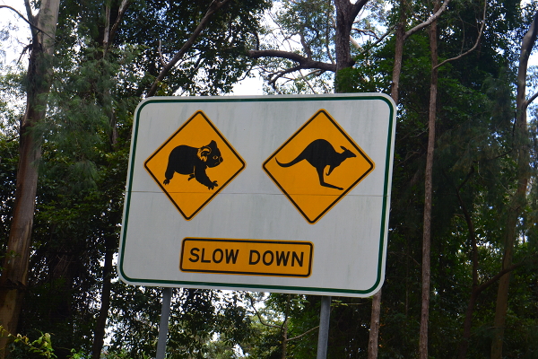 Australian wisdom