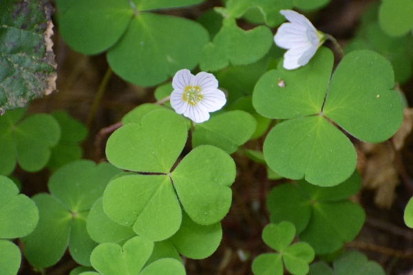 A delicada Oxalis acetosella, Zevenbergen (Bélgica, 2016)