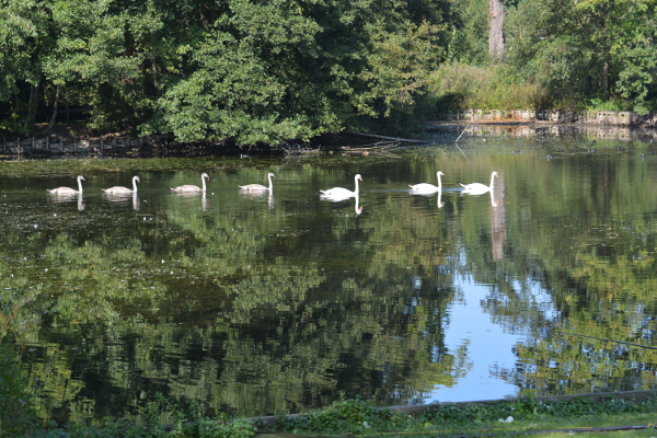 Follow the leader