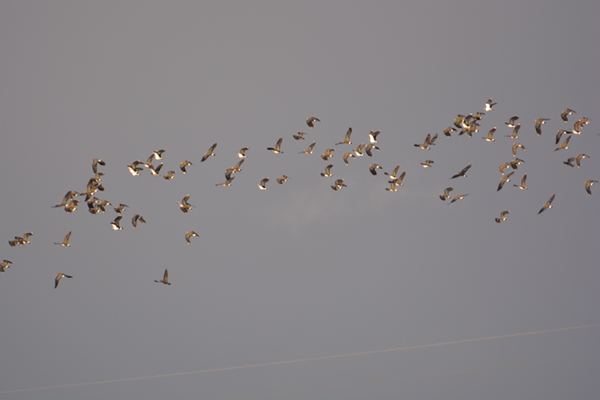 Flying together in peace