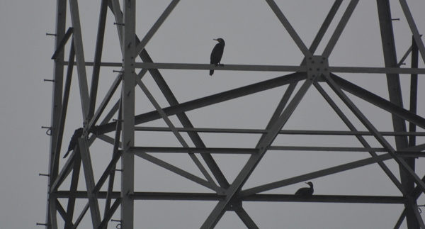 Birds don't really like heavy metal