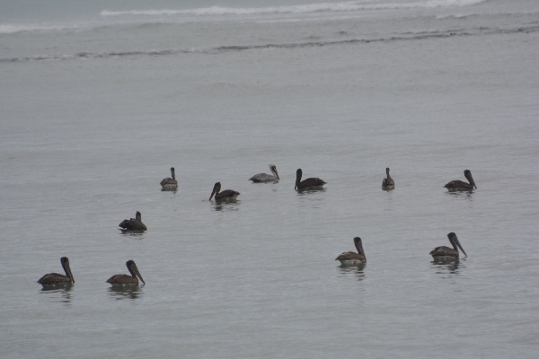 Pelikanen aan het strand van Cabuya