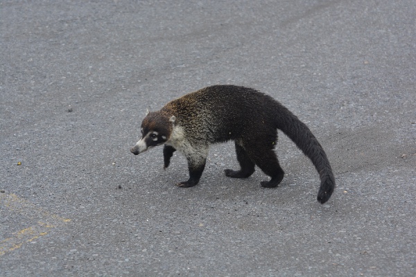 een coati op bedeltocht bij de vulkaan Irazú