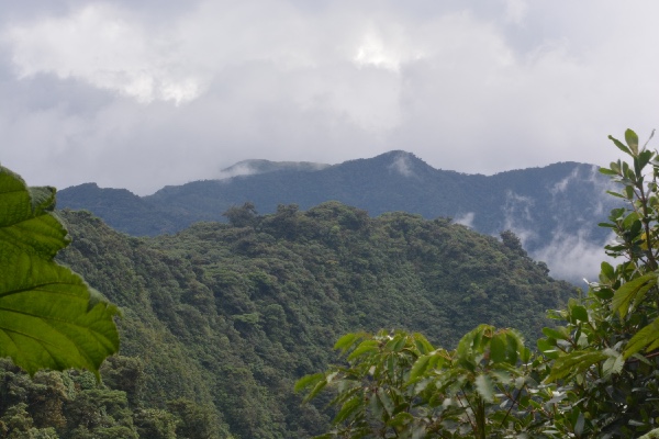 Monteverde: het nevelwoud