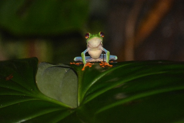 Rã de olhos vermelhos, Sarapiquí (Costa Rica, 2016)