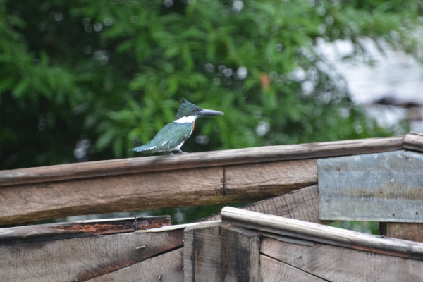 een ijsvogel vist in ons beekje