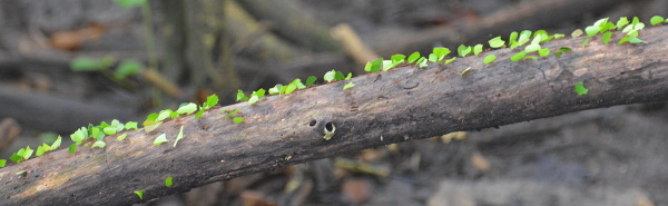 Ants at work (Cahuita, Costa Rica)