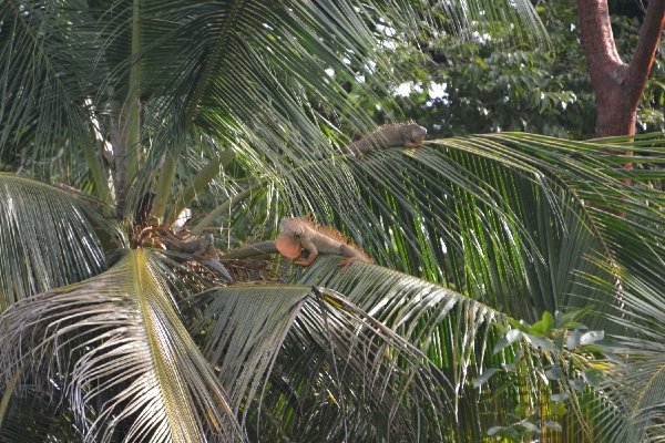 drie iguana's hoog in een palmboom bij onze cabin