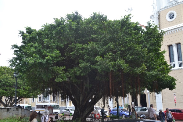 een mooie boom midden in Panama stad