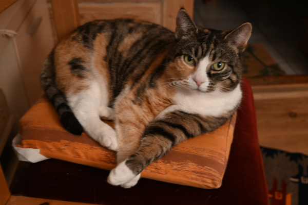 Vores kat Chafura, 2021
