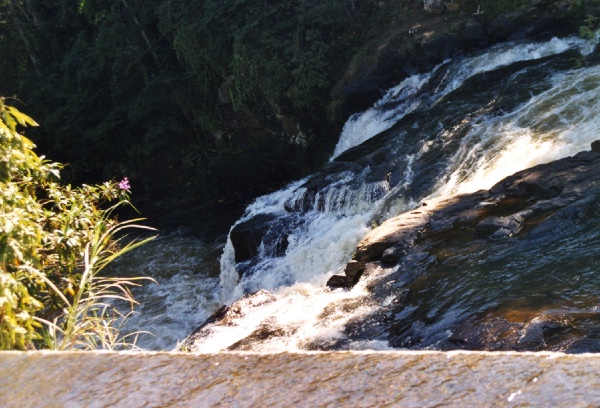 flowers overlooking the waterfall