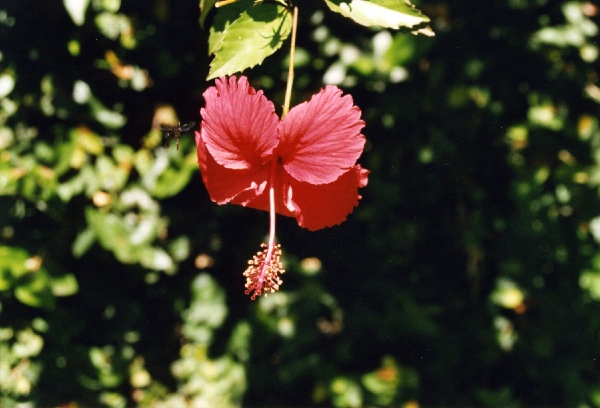exuberant hibiscus flower