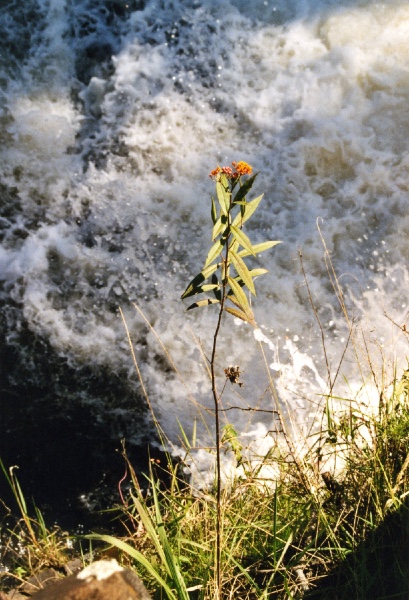 another flower above the turbulence