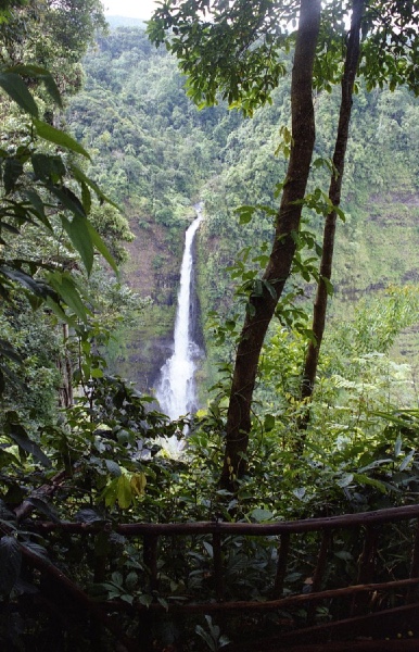 the lush rainforest