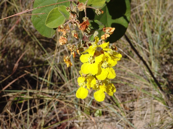 flowers in yellow lace